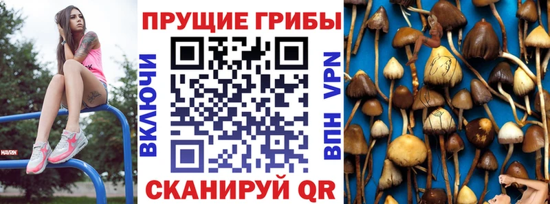 наркошоп  Грайворон  Псилоцибиновые грибы GOLDEN TEACHER 
